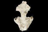 Fossil Oreodont (Merycoidodon) Skull - Wyoming #174374-4